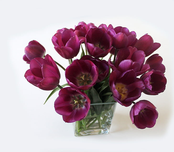 closeup photo of purple tulips in glass vase