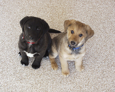 two black and brown puppies sitting on floor while looking up