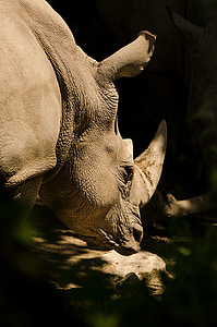 close up view of rhinoceros