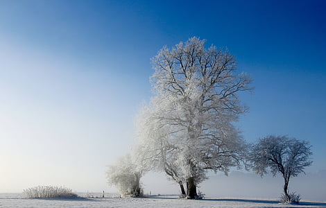 snow covered trees taken under clear sky during daytime
