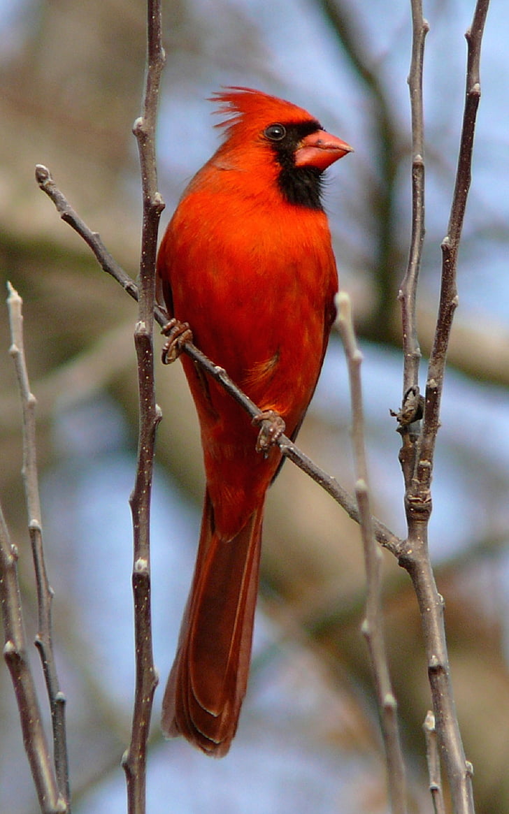 close up photography of red bird