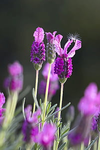 purple Justicia flower with white dandelion flower speck