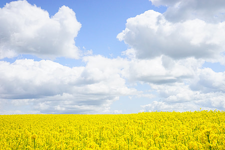 yellow rapeseed flower field under white clouds blue skies daytime
