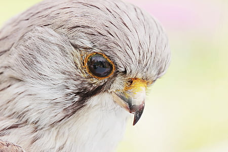 close-up photography of grey falcon