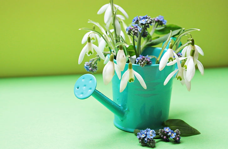 teal watering can with purple and white flower plant