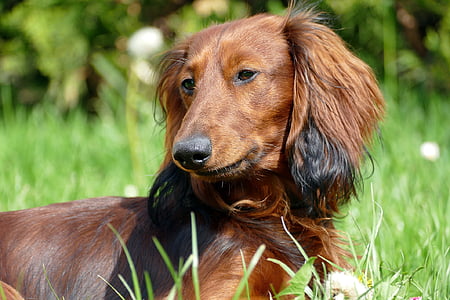 adult red long haired dachshund lying on grass at daytime