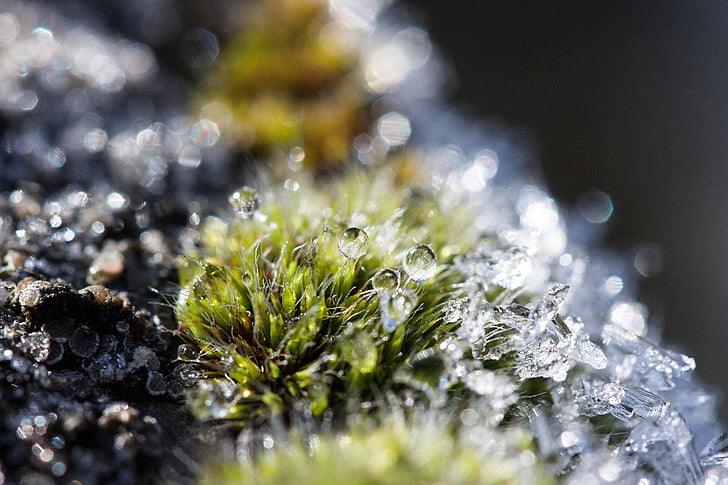 hoarfrost, moss, winter, snow, cold, transition