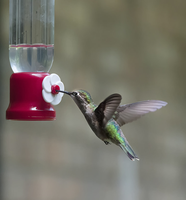 green and gray hummingbird sipping water during daytime