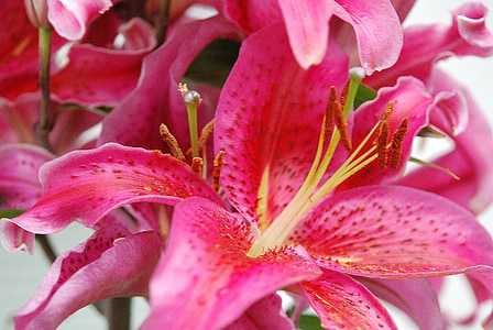 close-up photograph of pink petal flower plant