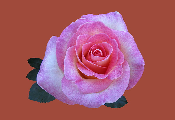 pink rose with brown background