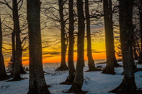 trees near snow capped ground during sunset