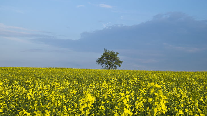 yellow flower field photography during daytime