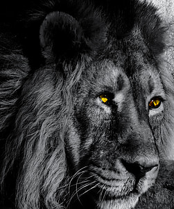 selective colors photography of lion with yellow eyes
