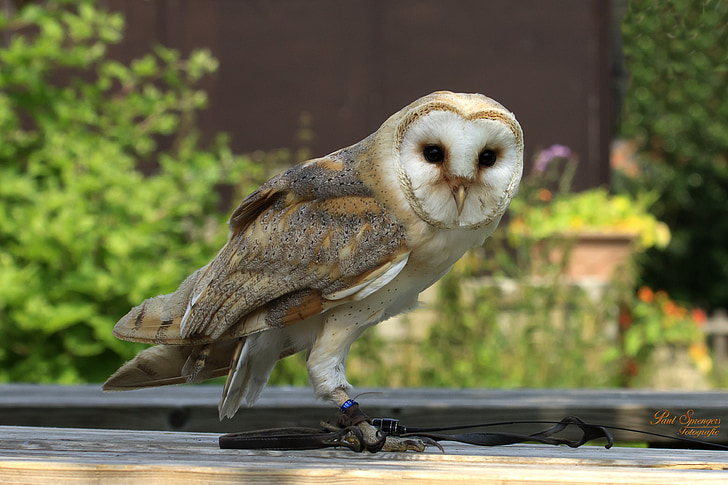 barn owl on brown wooden surface