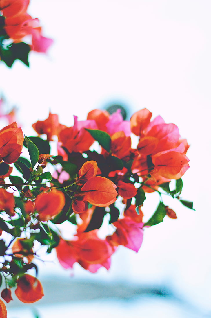 red and orange bougainvillea flower