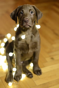 chocolate Labrador retriever puppy photography
