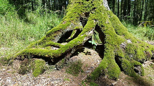 green moss on tree trunk