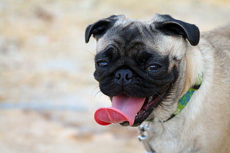 selective focus photography of fawn pug