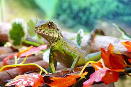 selective focus photography of green iguana between dried leaves
