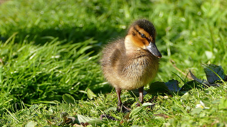 duckling standing on green grass