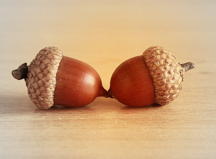 brown acorns