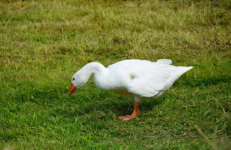 white goose on green grass field