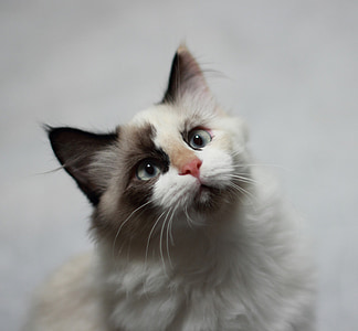 short-coated white and gray cat
