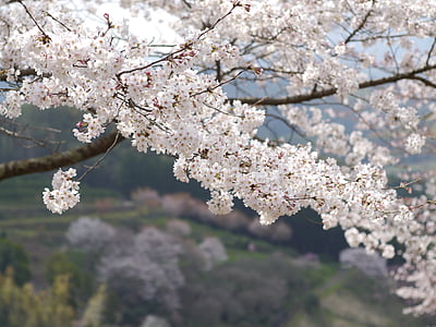 white petal flowering tree in bloom at daytime