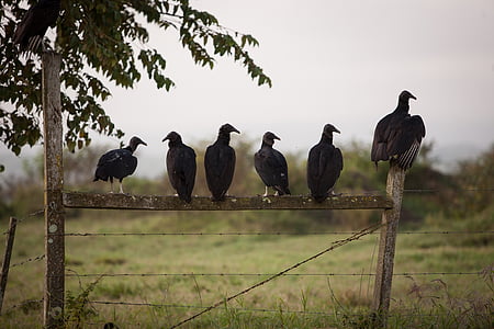 six black birds on the brown wooden gate