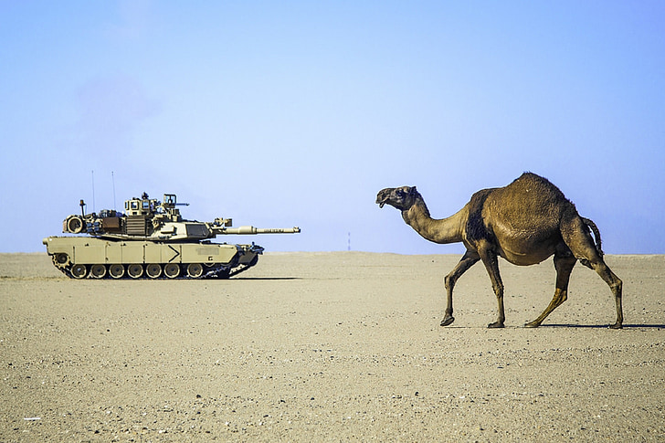 camel on dessert in distant of battle tank