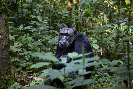 shallow focus photography of chimpanzee