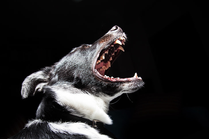 close photography of short-coated black and white dog