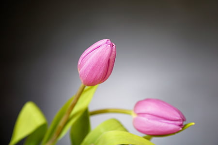 close up photography of pink tulips