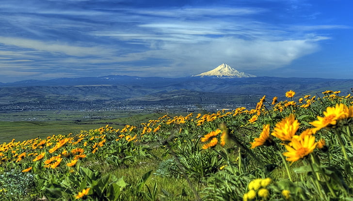 photo of sunflowers with mountain background during daytime