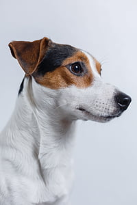 adult Jack Russell terrier