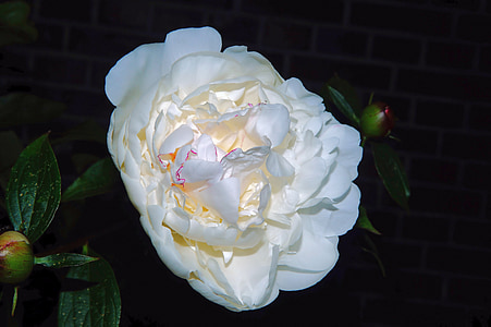 white peony flower macro photography