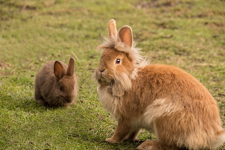two brown rabbits sitting on green grass