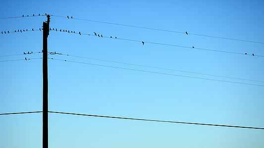 flock of bird perched on power lines during daytime
