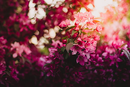 pink and white flowers in shallow focus photography