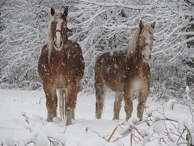 two brown horses standing on snowfield