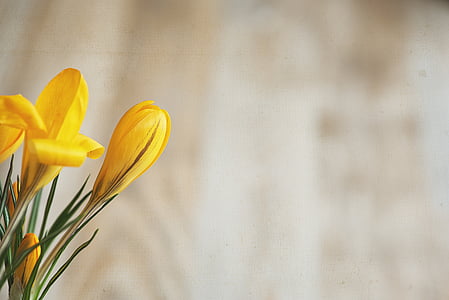 selective focus photography of yellow crocus flowers