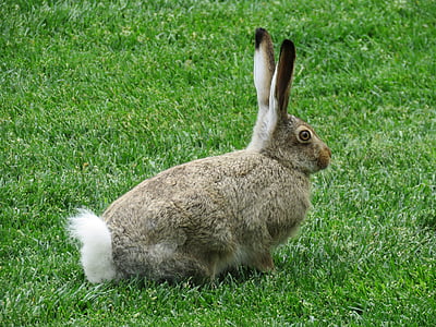 gray and white rabbit
