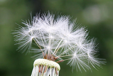 white dandelion flower in close-up photography