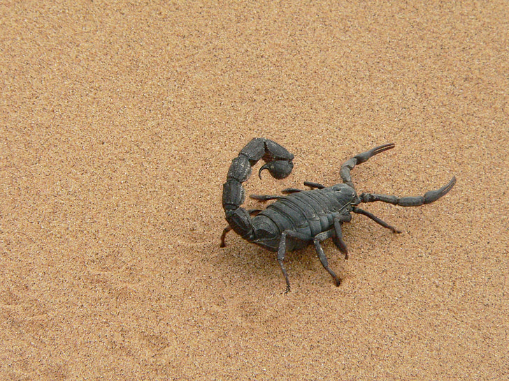 black scorpion on brown sand