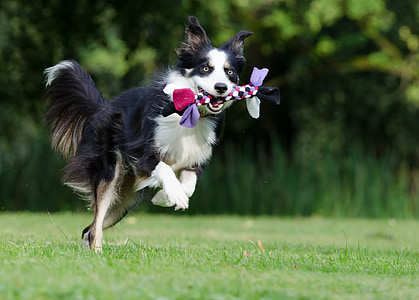 adult black and white long coated dog biting a multicolored bow