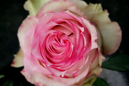 selective focus photography of pink and white rose