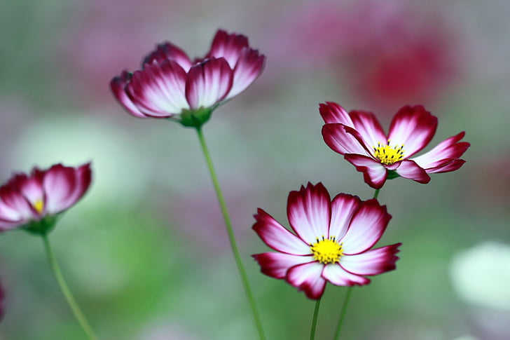 white-and-red cosmos flowers in selective focus photography