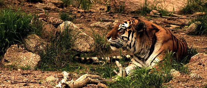 tiger lying on ground