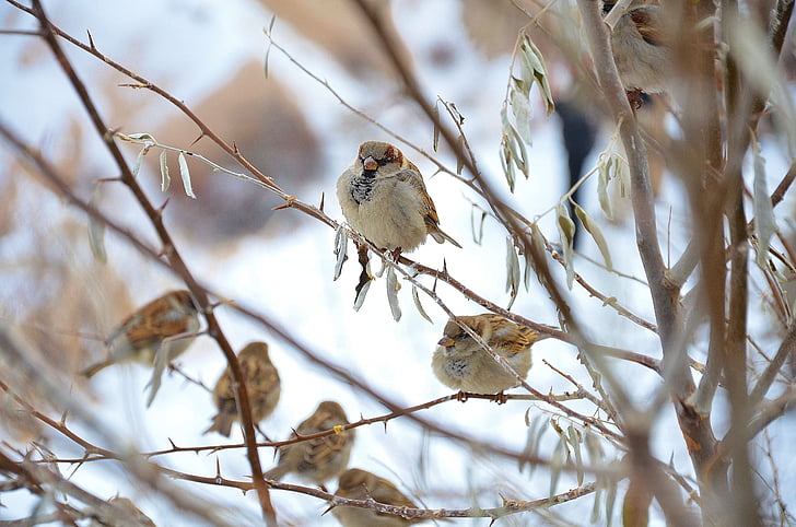 selective focus photography of Eurasian tree sparrows