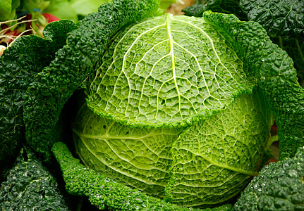 close-up photography of green vegetable